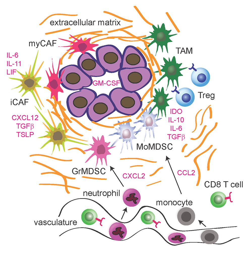 A graphic that depicts the immune-suppressive TME